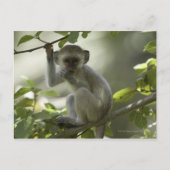 Vervet Monkey, Zimbabwe Briefkaart (Voorkant)