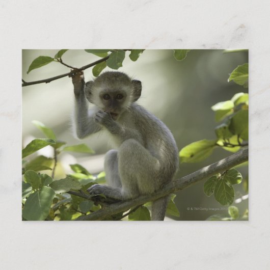 Vervet Monkey, Zimbabwe Briefkaart (Voorkant)