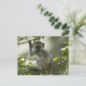 Vervet Monkey, Zimbabwe Briefkaart (Staand voorkant)