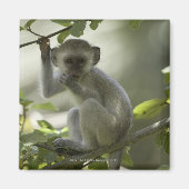 Vervet Monkey, Zimbabwe Magneet (Voorkant)