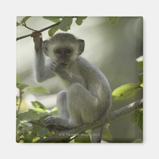 Vervet Monkey, Zimbabwe Magneet (Voorkant)