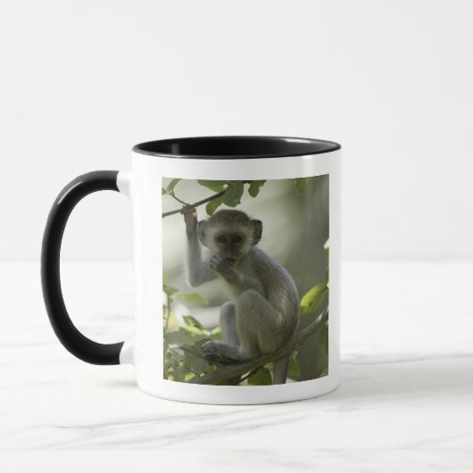 Vervet Monkey, Zimbabwe Mok (Links)
