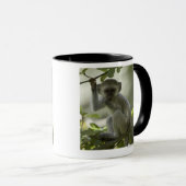Vervet Monkey, Zimbabwe Mok (Voorkant rechts)