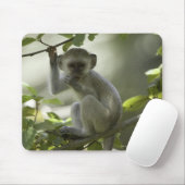 Vervet Monkey, Zimbabwe Muismat (Met muis)