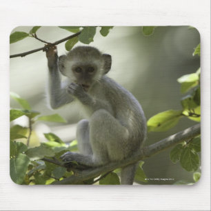 Vervet Monkey, Zimbabwe Muismat