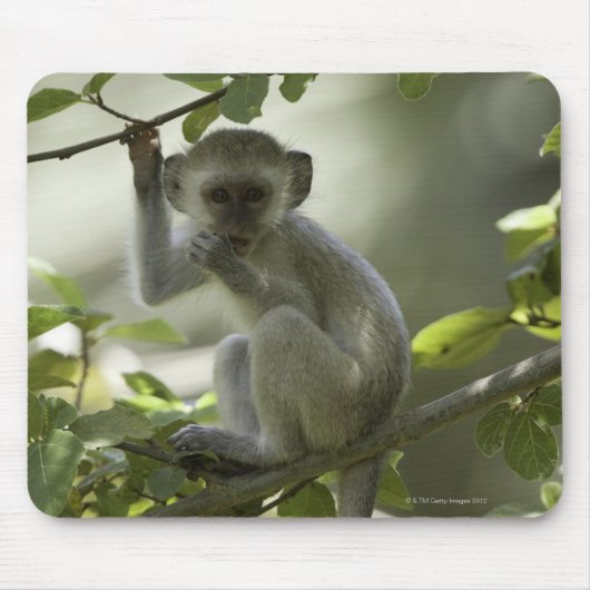 Vervet Monkey, Zimbabwe Muismat (Voorkant)