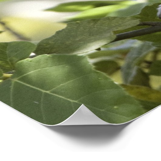 Vervet Monkey, Zimbabwe Poster (Hoek)