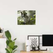 Vervet Monkey, Zimbabwe Poster (Thuiskantoor)