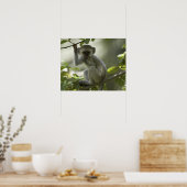 Vervet Monkey, Zimbabwe Poster (Keuken)