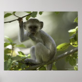 Vervet Monkey, Zimbabwe Poster (Voorkant)