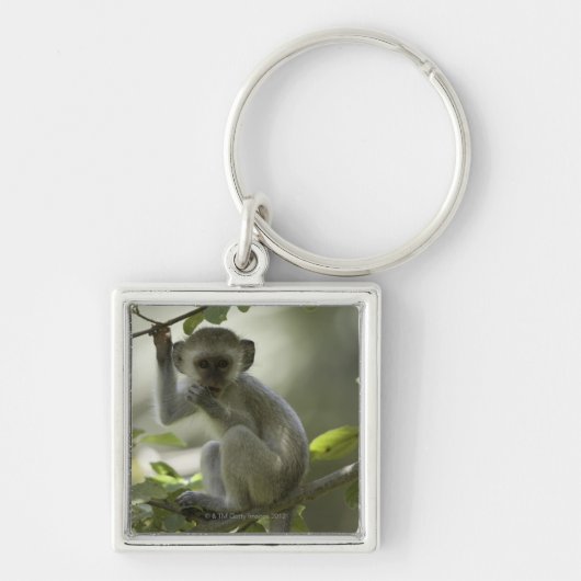 Vervet Monkey, Zimbabwe Sleutelhanger (Voorkant)