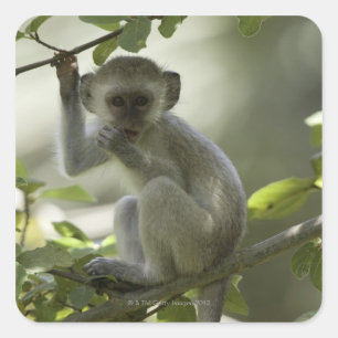 Vervet Monkey, Zimbabwe Vierkante Sticker