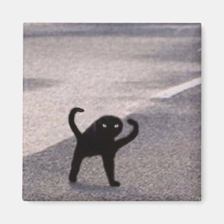 Vervloekte kat meme magneet