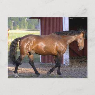 Vervoertijd Briefkaart