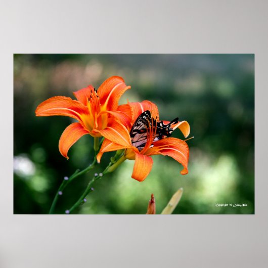 Vervoertijd op de Lillies 4 Poster (Voorkant)