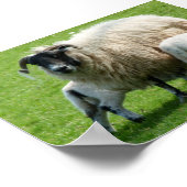 Vervoertijd voor de lammeren van deze schapen poster (Hoek)