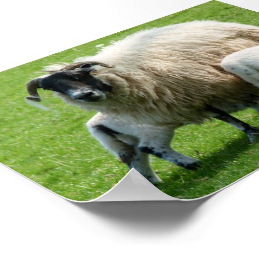 Vervoertijd voor de lammeren van deze schapen poster (Hoek)