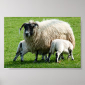 Vervoertijd voor de lammeren van deze schapen poster (Voorkant)