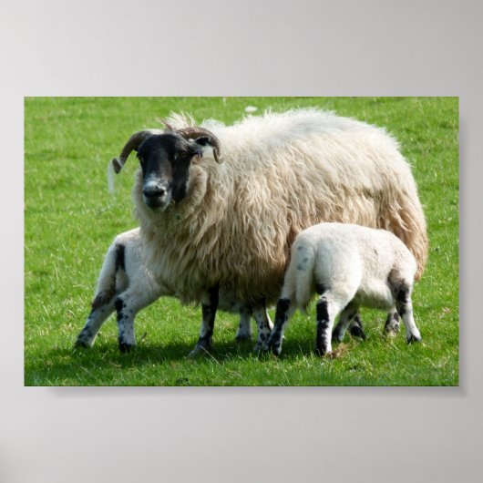 Vervoertijd voor de lammeren van deze schapen poster (Voorkant)