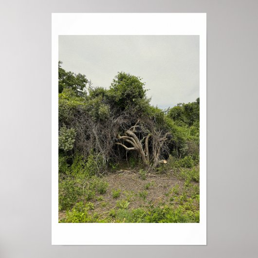 Vervormde Boom Foto Poster (Voorkant)
