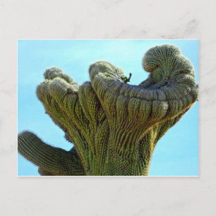vervormde saguaro cactus.jpg briefkaart