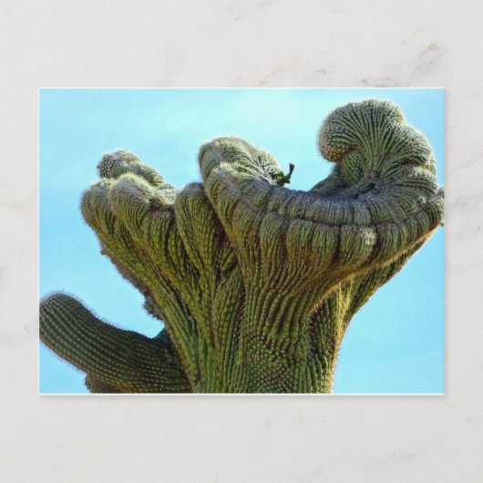 vervormde saguaro cactus.jpg briefkaart (Voorkant)