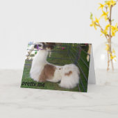 VERWAANDE LAMA VERJAARDAG WENSEN KAART (Gele Bloem)