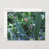 Verwacht het onverwachte briefkaart (Voorkant / Achterkant)