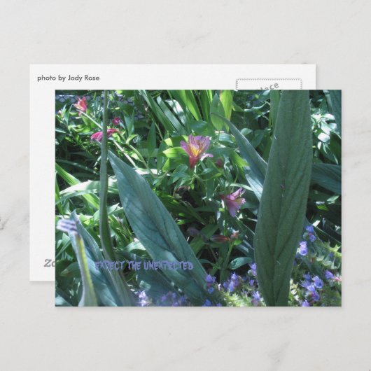 Verwacht het onverwachte briefkaart (Voorkant / Achterkant)