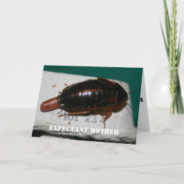 Verwachte moeder Dubia roach met eizak Kaart