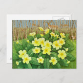 Verwachtend 2011 briefkaart (Voorkant / Achterkant)