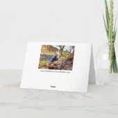 VERWACHTTE JE BIGFOOT? 3 AANKONDIGING (Achterkant)