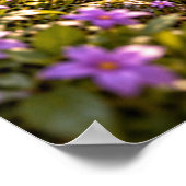 Verwante Bloesems Poster (Hoek)