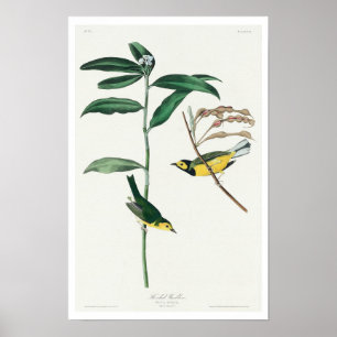 Verwarmd Warbler door Poster van Audubon
