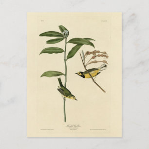 Verwarmd Warbler van de Amerikaanse vogels van Aud Briefkaart