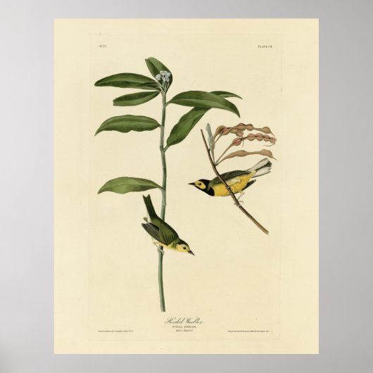 Verwarmd Warbler van de Amerikaanse vogels van Aud Poster (Voorkant)