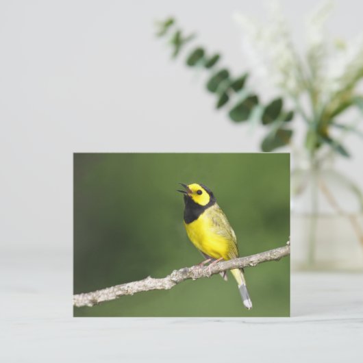 Verwarmde Warbler Briefkaart (Staand voorkant)