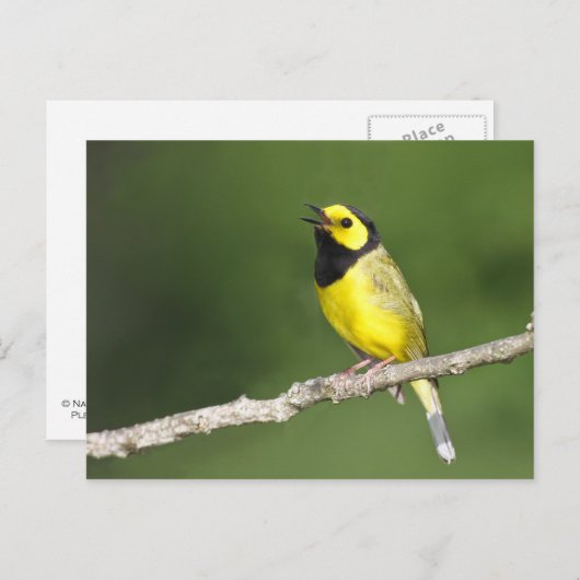 Verwarmde Warbler Briefkaart (Voorkant / Achterkant)