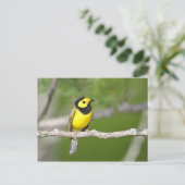 Verwarmde Warbler Briefkaart (Staand voorkant)