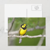 Verwarmde Warbler Briefkaart (Voorkant / Achterkant)
