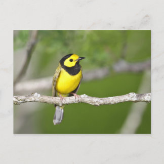 Verwarmde Warbler Briefkaart