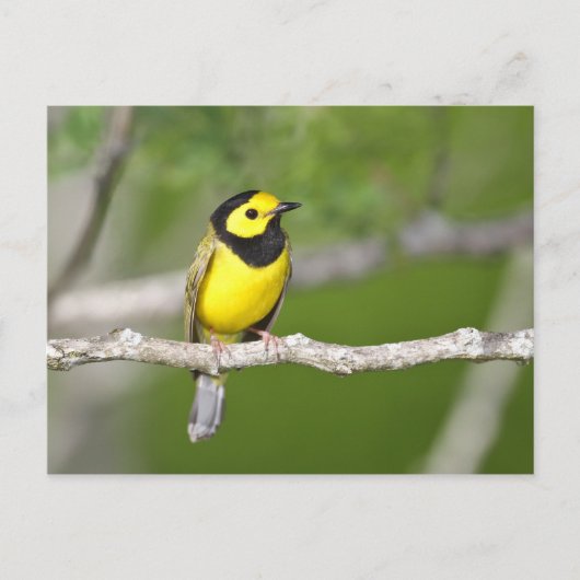 Verwarmde Warbler Briefkaart (Voorkant)
