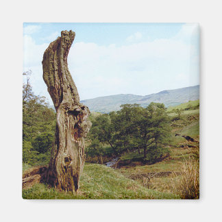 Verweerde boom in UK Peak District Magneet