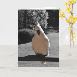 Verwelde Zwavelkuifkaketoe Wenskaart Kaart