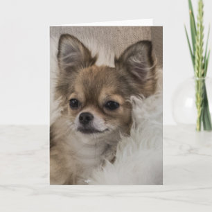 Verwende Chihuahua Ontspannen Kaart