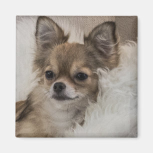 Verwende Chihuahua Ontspannen Magneet