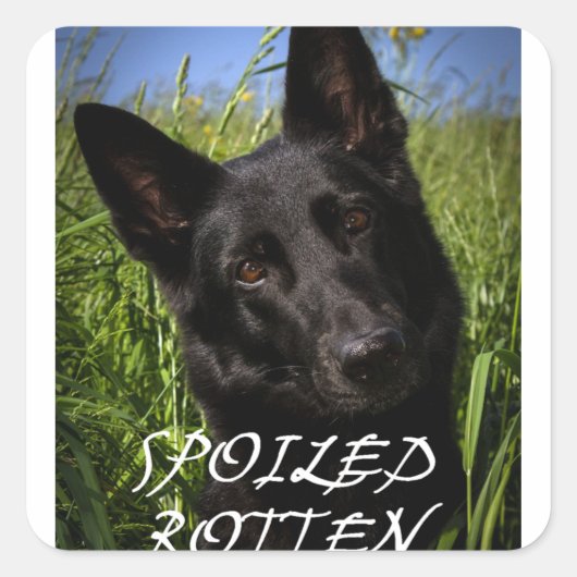 verwende zwarte Duitse herder Vierkante Sticker (Voorkant)