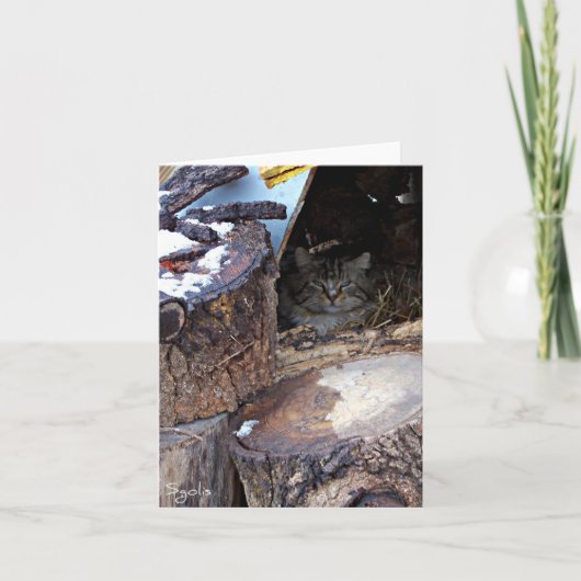 Verwilderde kat in winter briefkaart (Voorkant)