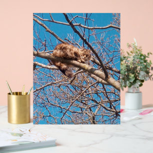 Verwilderde kat Lucy in boom Kattenliefhebber  Acryl Bord