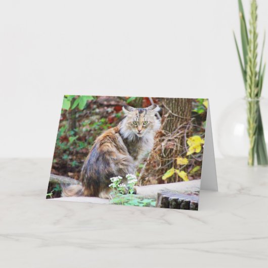 Verwilderde kat zit in bos kaart (Voorkant)